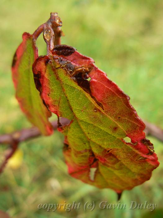 Brambles, Hampstead Heath P1140691.JPG